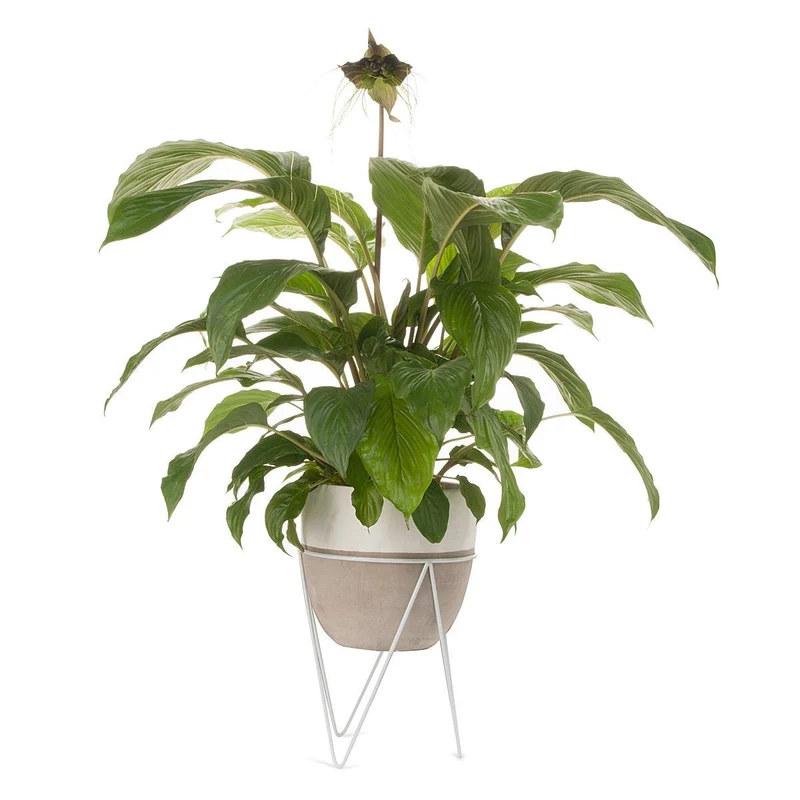 Concrete Planter With Stand