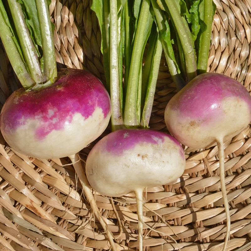 Navet blanc à collet violet - Bio