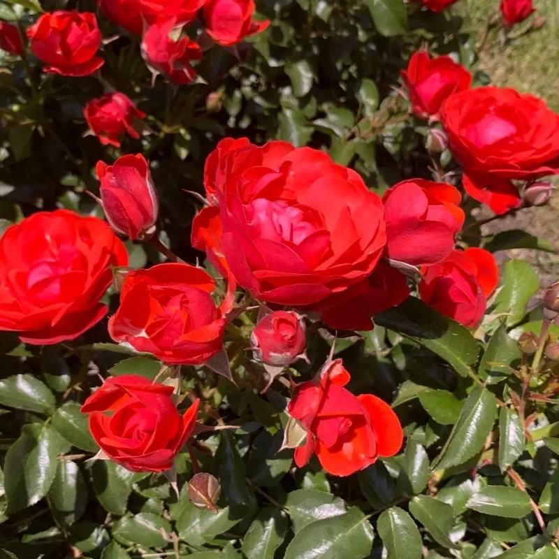 ROSIER RED MAYA ADATRESO AB