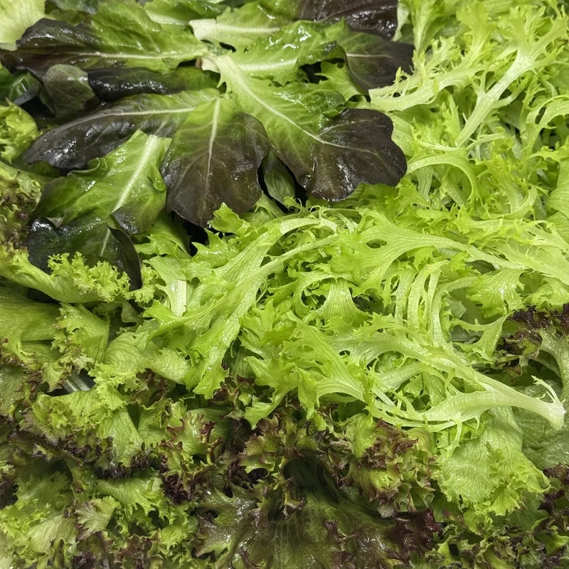 Laitue feuille en trio - Bio