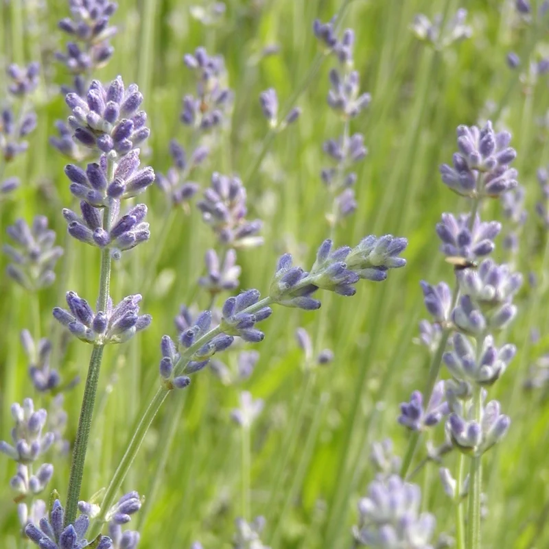 Lavande officinale - Bio
