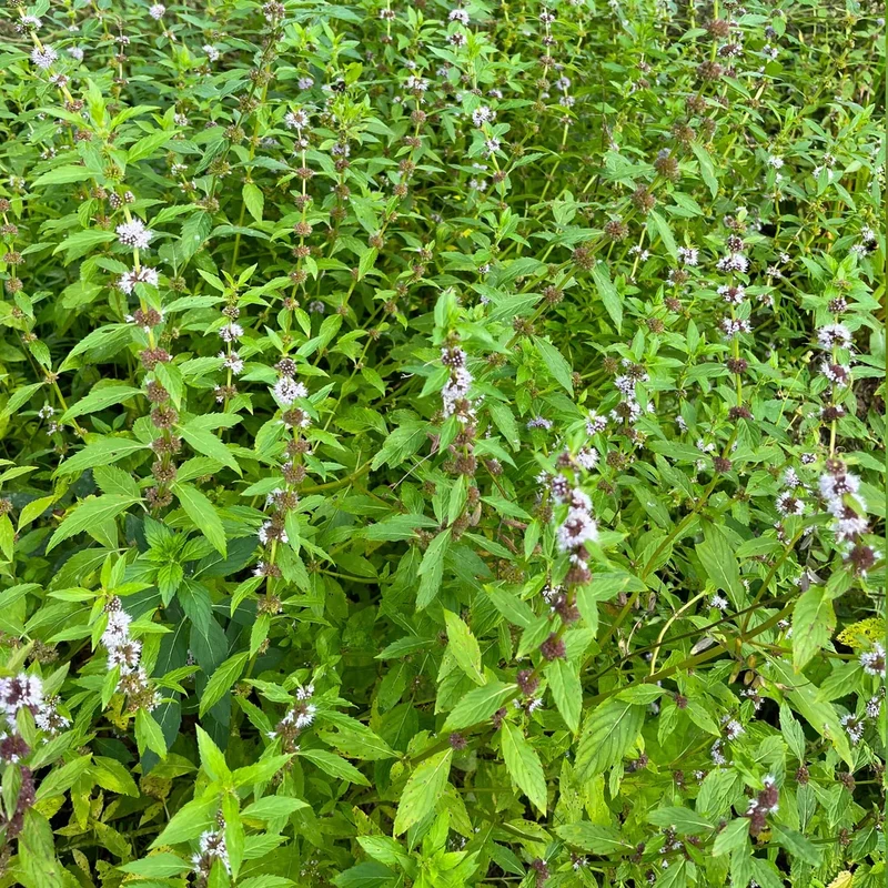 Menthe du Canada