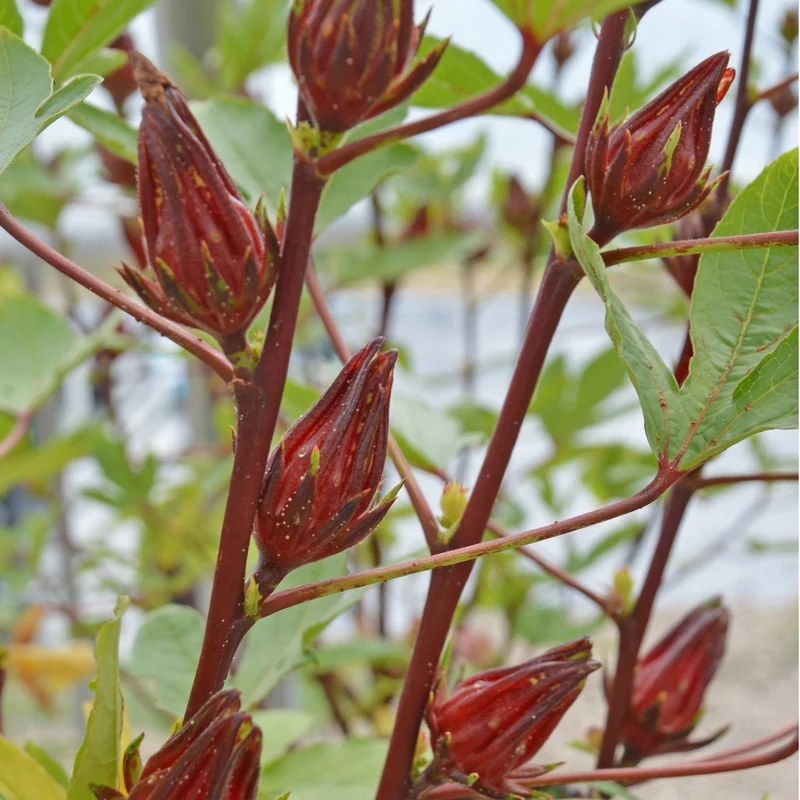 Hibiscus Roselle - Bio