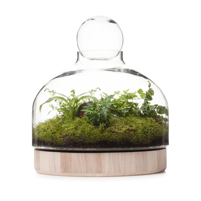 San Jose Wooden Terrarium