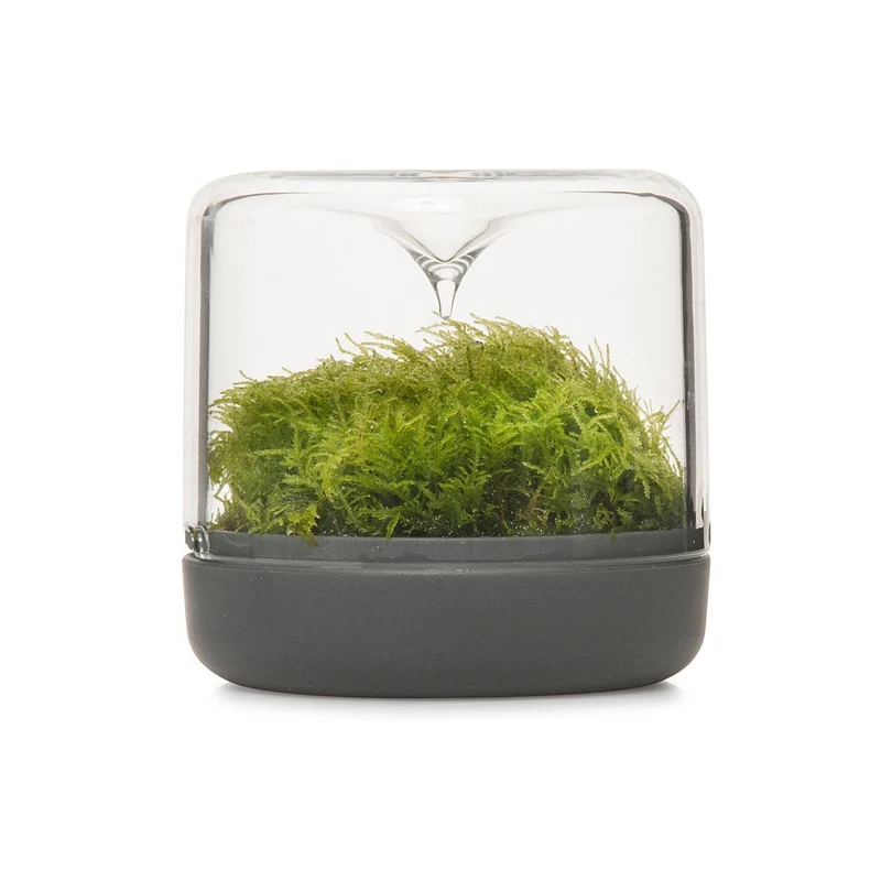 Charcoal Small Sanctuary Rainforest Terrarium