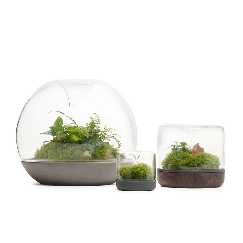Charcoal Small Sanctuary Rainforest Terrarium