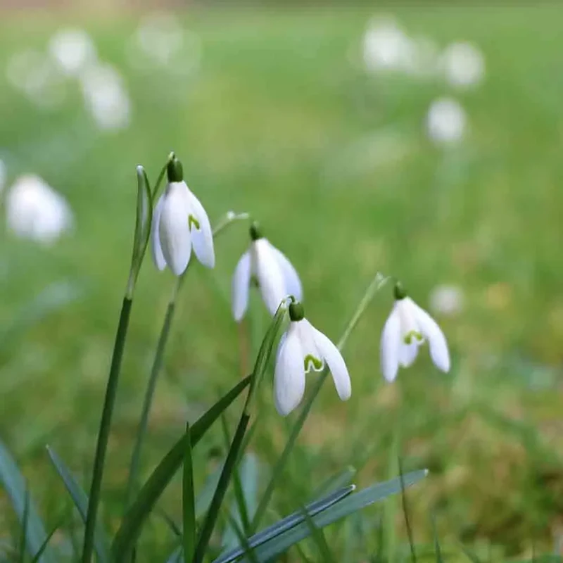 PERCE NEIGE SNOWDROPS