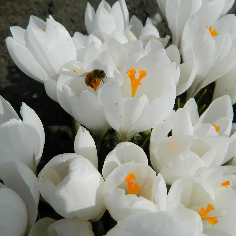 CROCUS VERNUS 'JEANNE D'ARC' AB