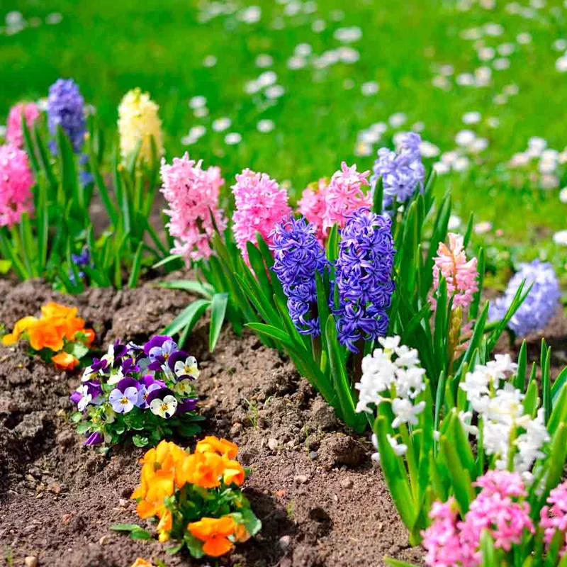 JACINTHE EN MÉLANGE