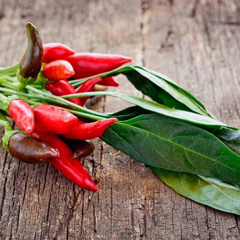 PIMENT TABASCO AB - ANTIGASPI