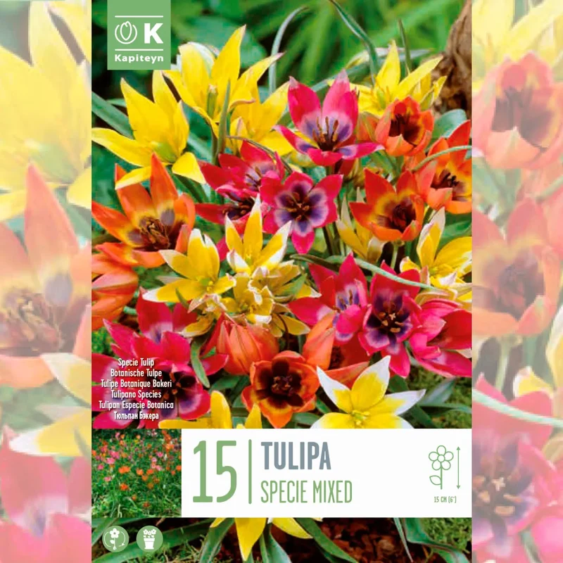 TULIPE BOTANIQUE EN MÉLANGE