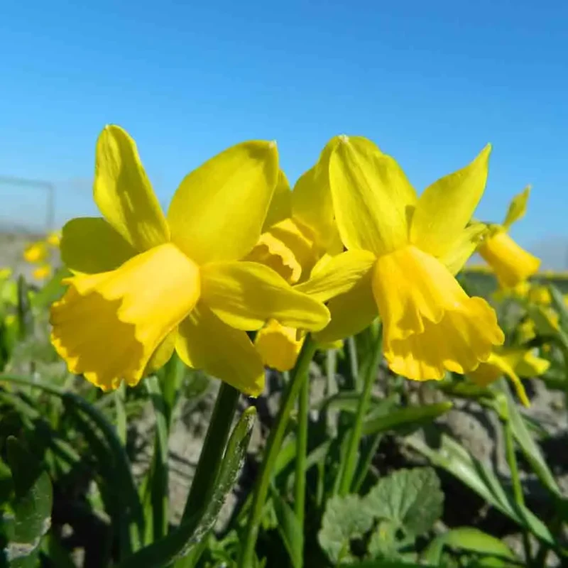 NARCISSE TETE-2:249A-TETE