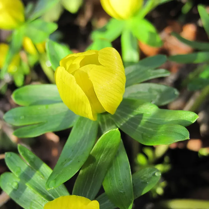 ERANTHIS CILICICA AB
