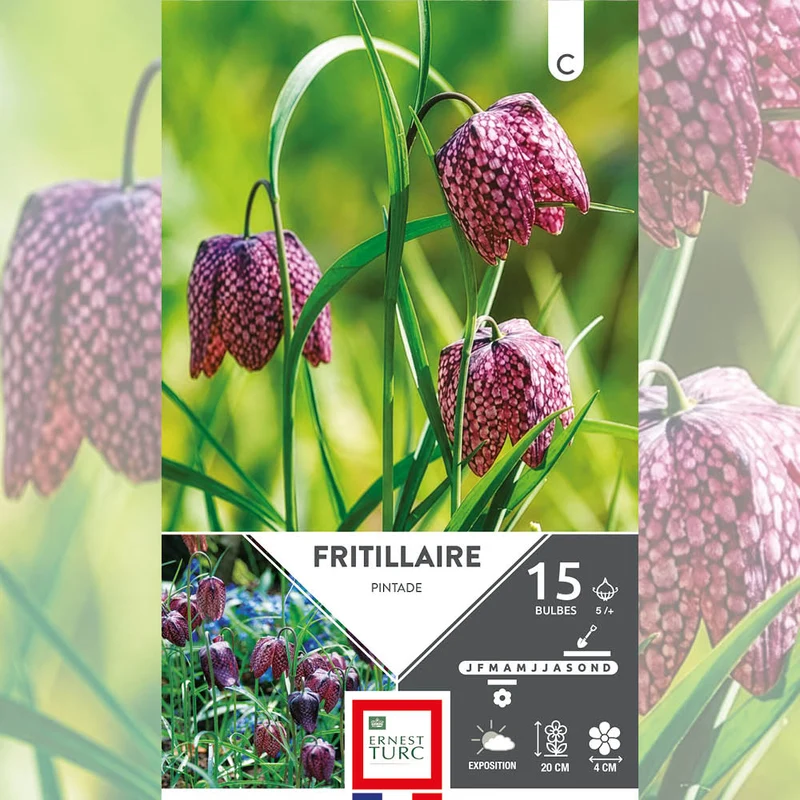 FRITILLAIRE PINTADE