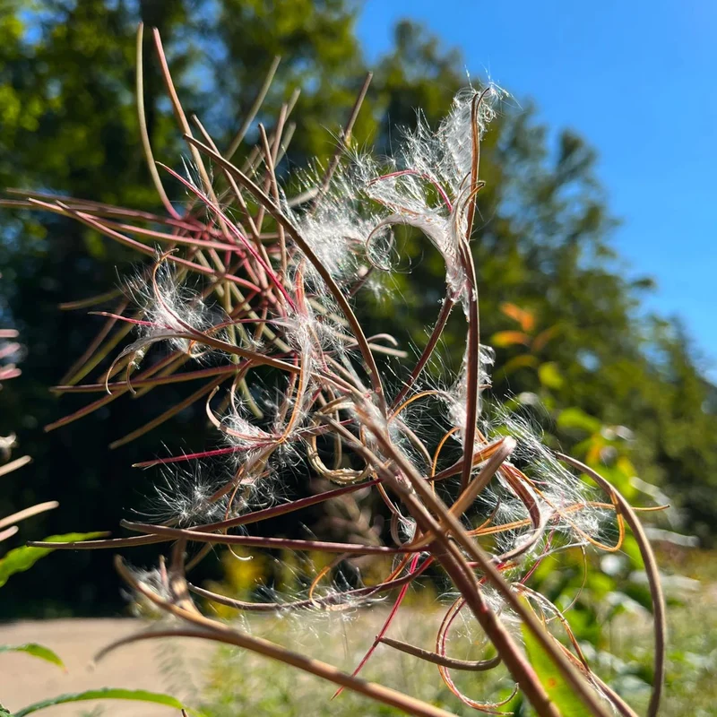 Épilobe à feuilles étroites