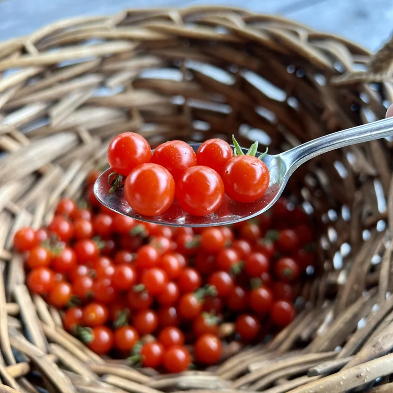 Tomate cerise Spoon - Bio