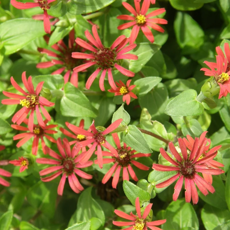 Zinnia Red Spider - Bio