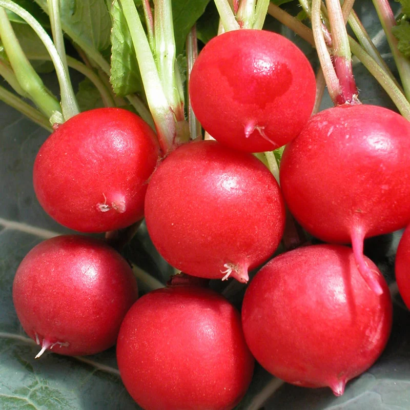 Radis Cherry Belle - Bio