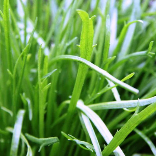 Plantain corne de cerf - Bio