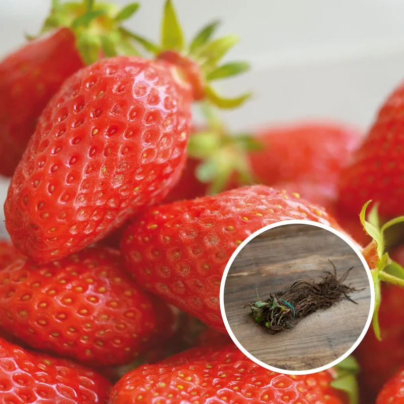 FRAISIER GARIGUETTE AB - RACINES NUES