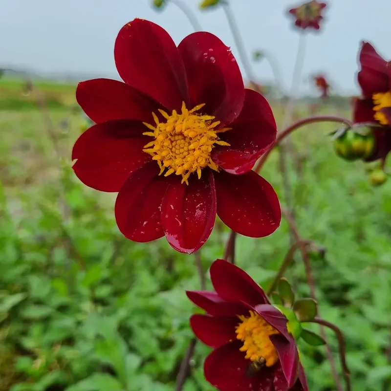 DAHLIA MEXICAN STAR