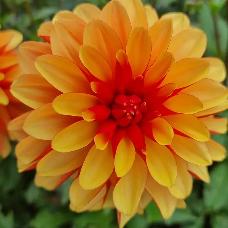 DAHLIA JAPLOU