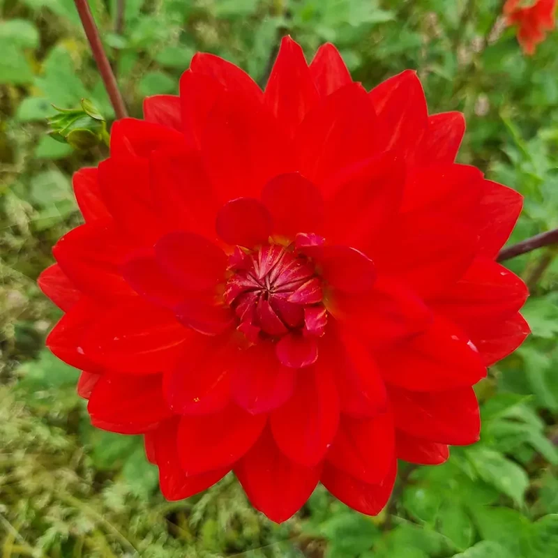 DAHLIA HEATWAVE