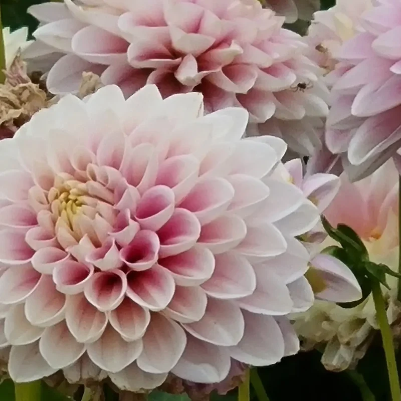 DAHLIA FAYE