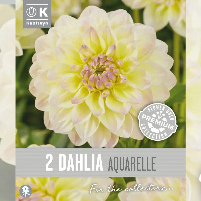 DAHLIA DÉCORATIF AQUARELLE