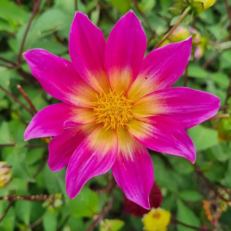 DAHLIA BRIGHT EYES