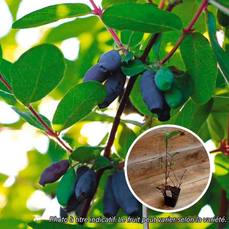 CHEVREFEUILLE COMESTIBLE AURORA AB - PLANT