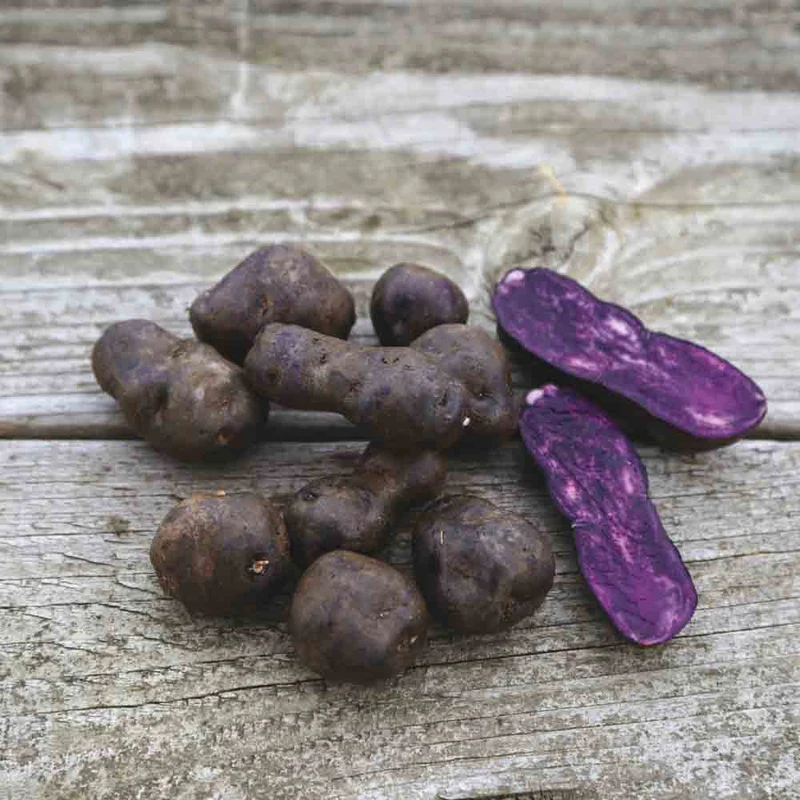 POMME DE TERRE VITELOTTE NT