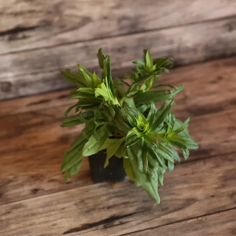 ŒILLET DE POÈTE VARIÉ AB - PLANT
