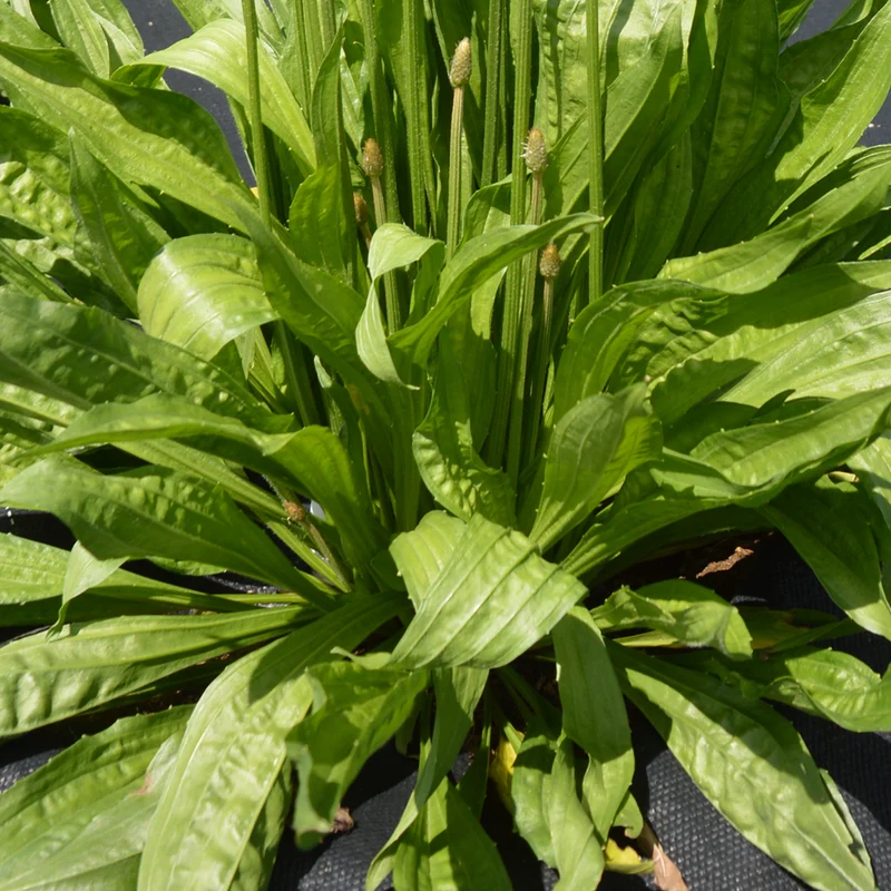 Plantain Lancéolé - Bio