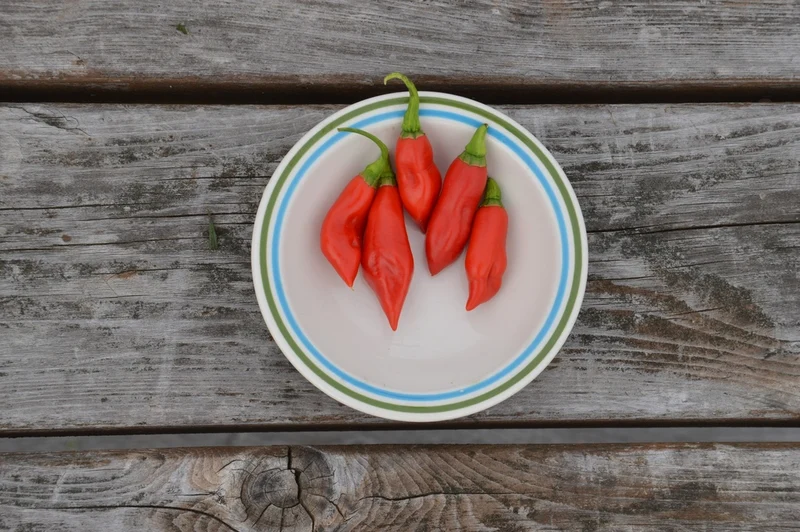 Piment végétarien - Bio