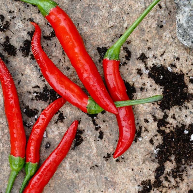 Piment Piri-Piri - Bio