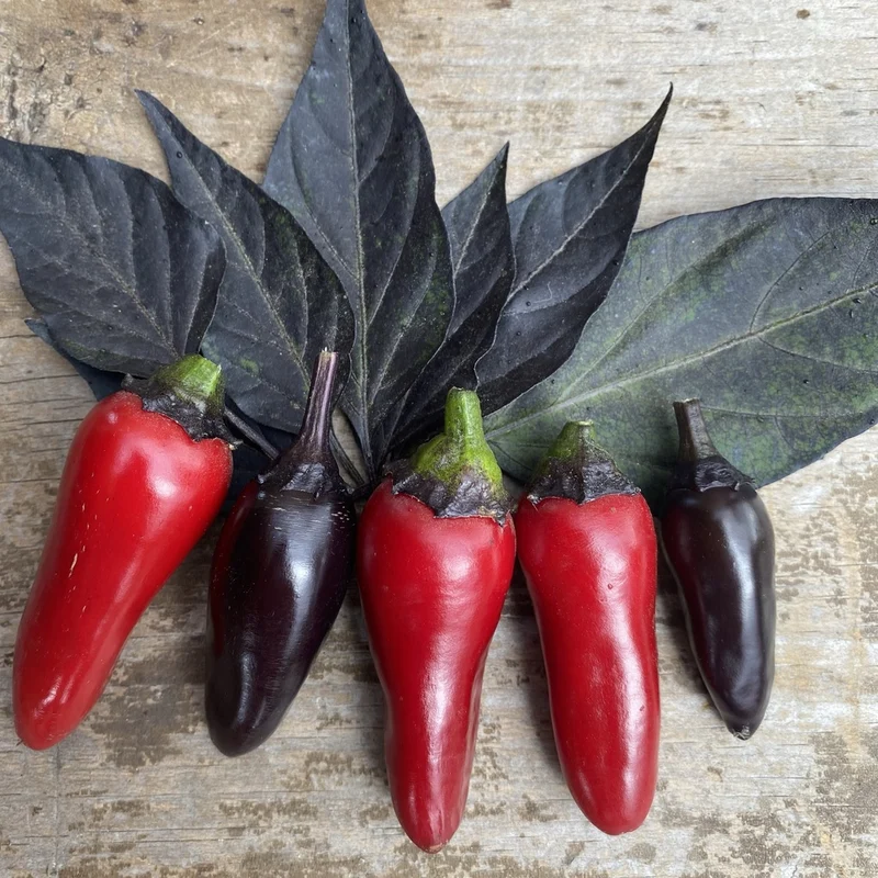 Piment Count Dracula - Bio