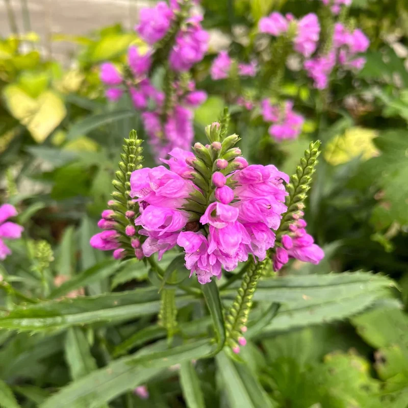 Physostégie de Virginie