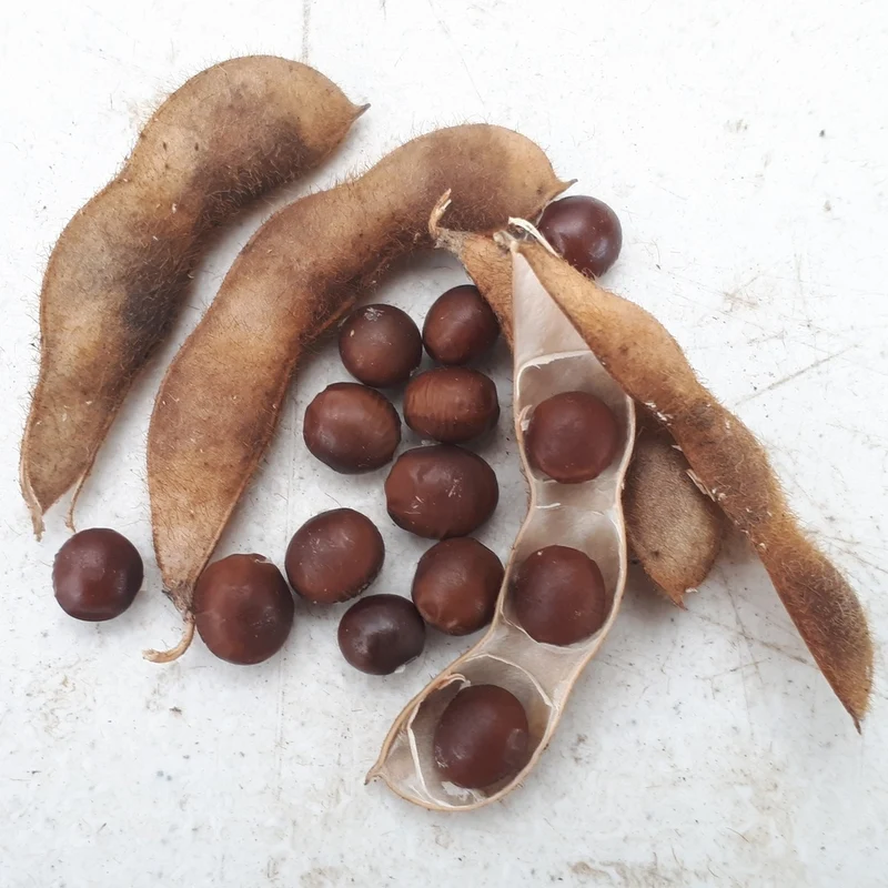 Soja Manitoba Brown - Bio