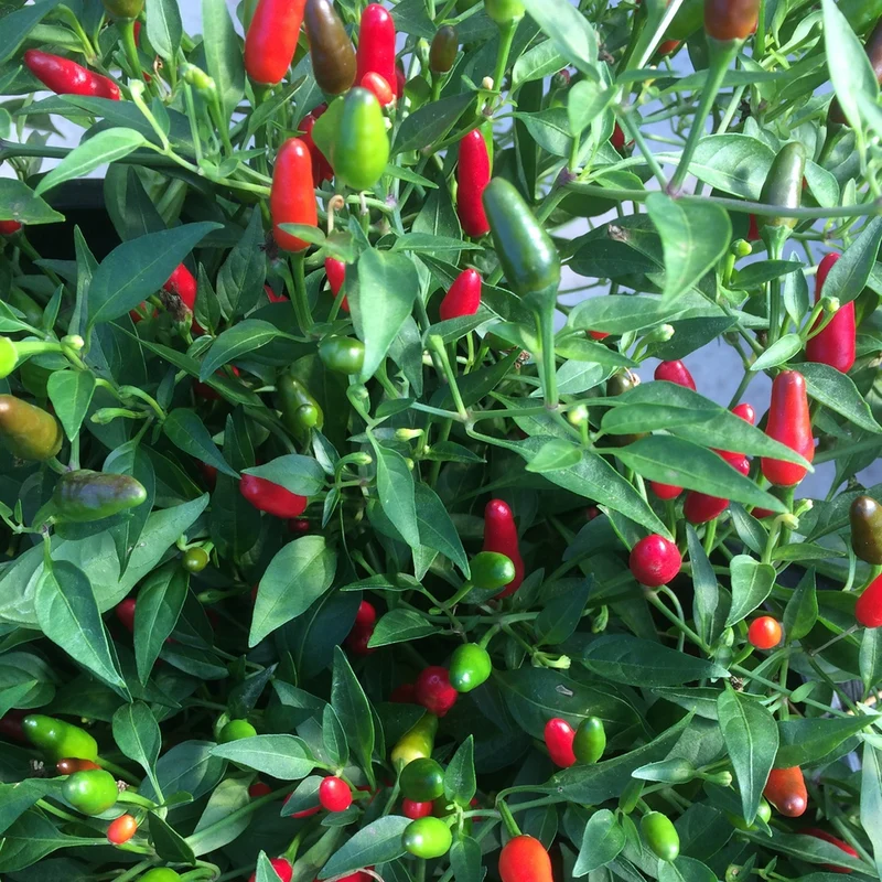 Piment Thaï hot - Bio