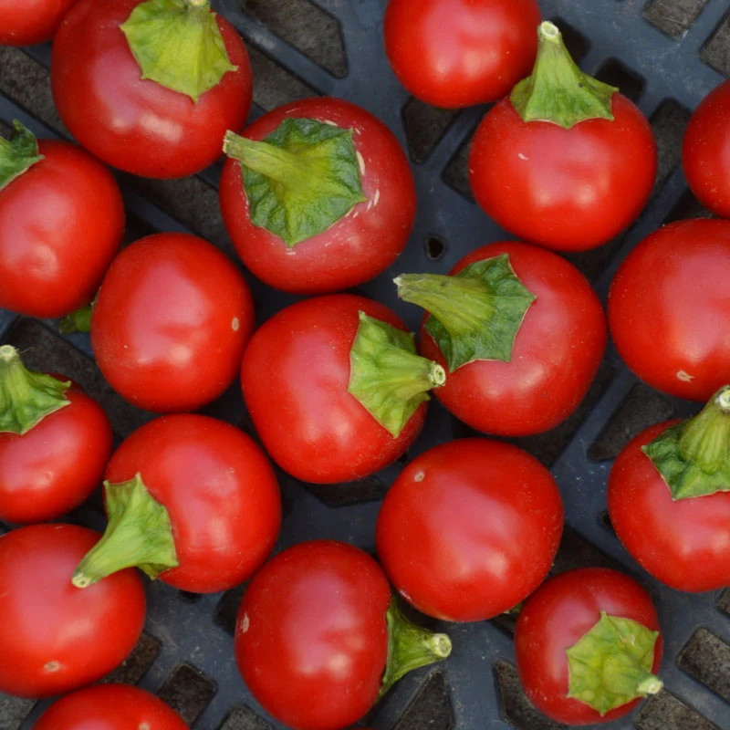 Piment Szentesi Cherry - Bio