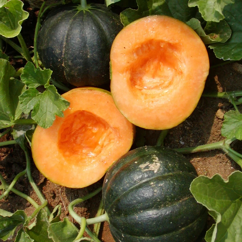 Melon Noir des Carmes - Bio