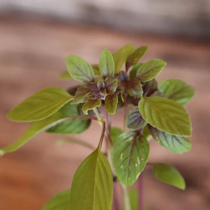 BASILIC PERPÉTUEL SIMPLE AB - PLANT