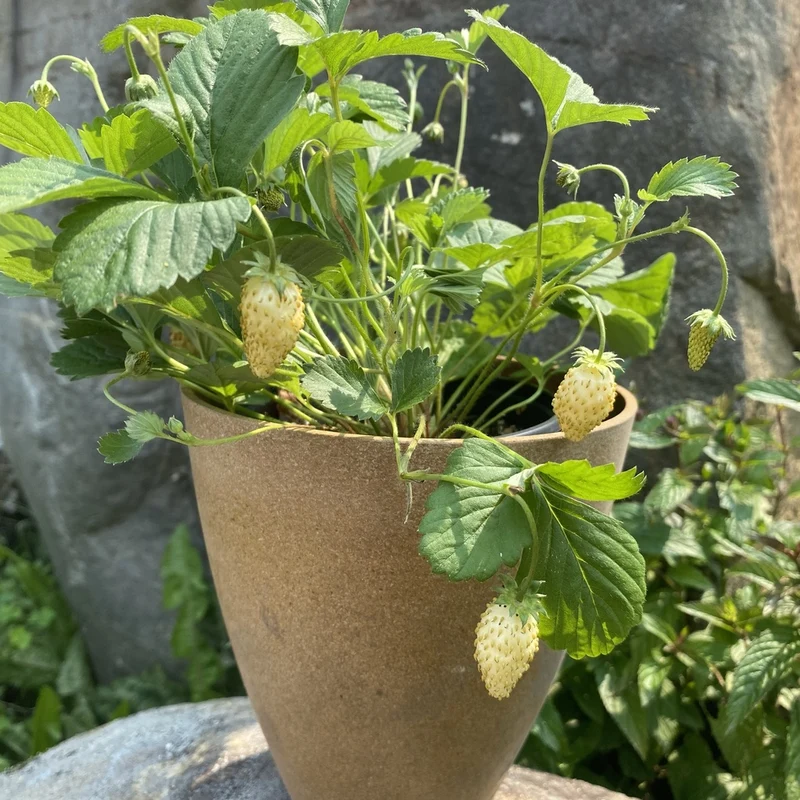 Fraisier alpin Yellow Wonder - Bio