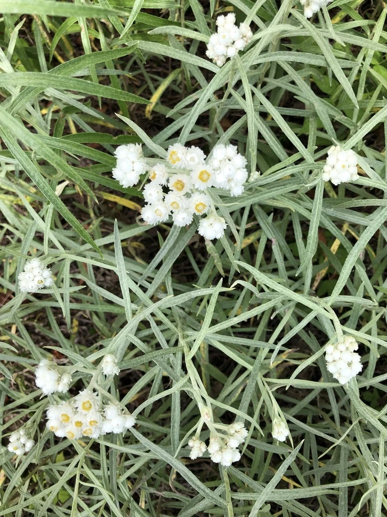 Immortelle blanche