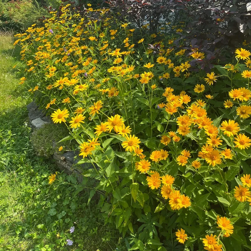 Héliopsis faux-hélianthe