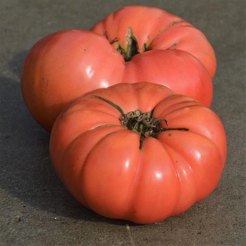 Tomate beefsteak Dester - Bio
