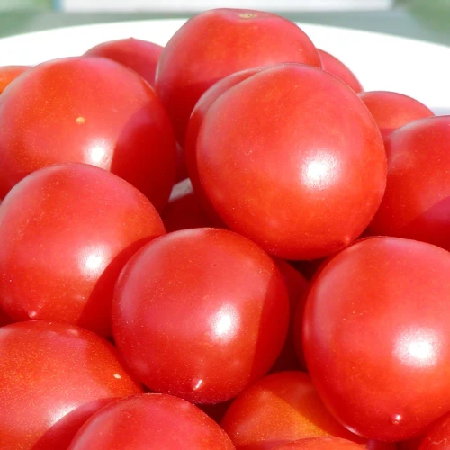 Tomate cocktail Principe Borghese - Bio