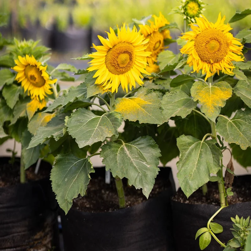Tournesol nain Eclipse - Bio