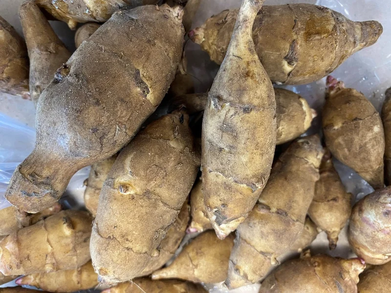 Topinambour Fuseau blanc - Bio